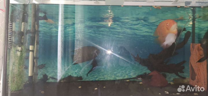 Аквариум