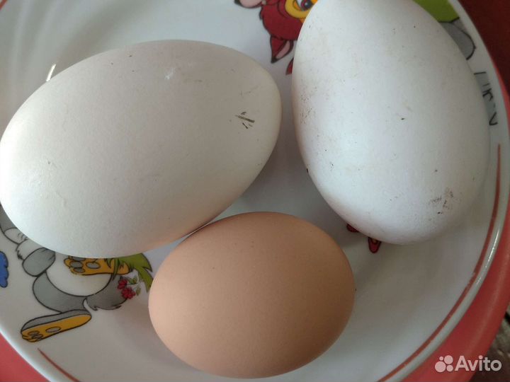 Домашние куриные яйца