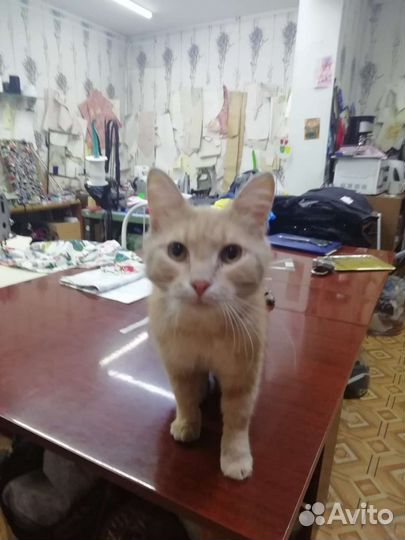 Персиковый котик, кастрат