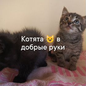 Котята в добрые руки бесплатно