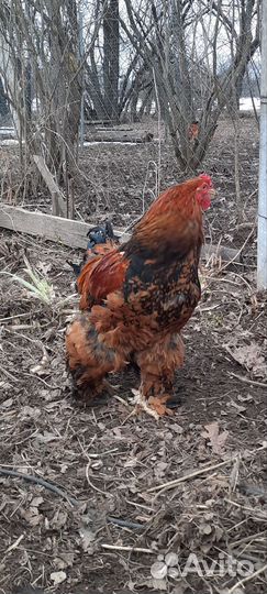 Петухи Павловское золото и Брама