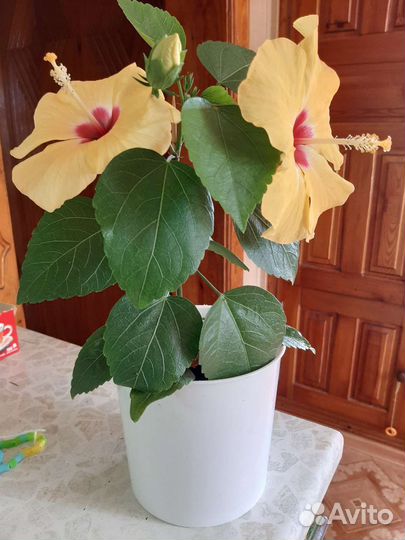 Дендробиум