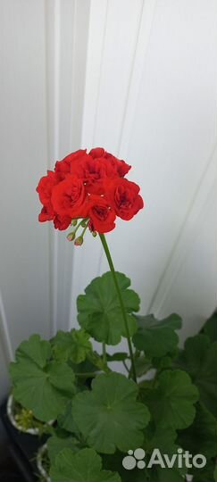 Пеларгония герань красная