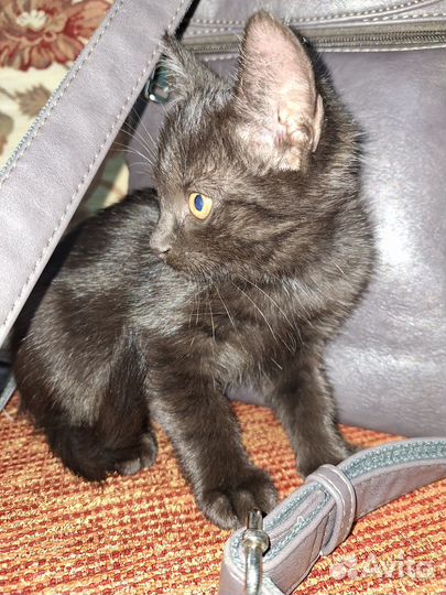 Котята