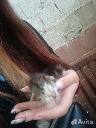 Котята мальчики на бронь