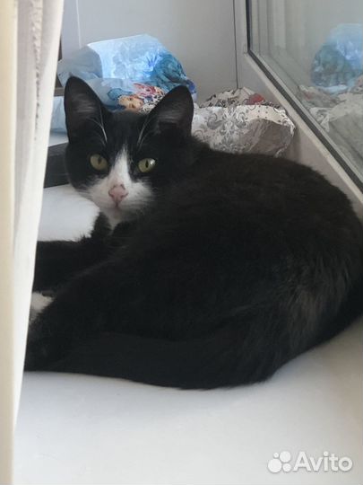 Котик бесплатно 6 месяцев