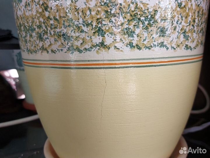 Молочай трехгранный