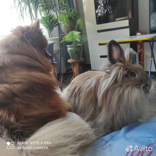 Продам кролика