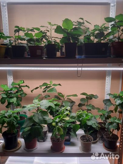 Сортовые гибискусы