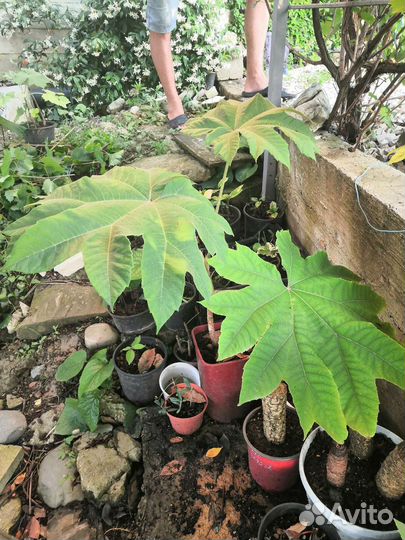 Tetrapanax papyrifer Тетрапанакс бумажный