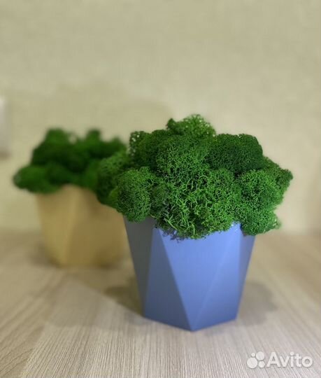 Кашпо со стабилизированным мхом