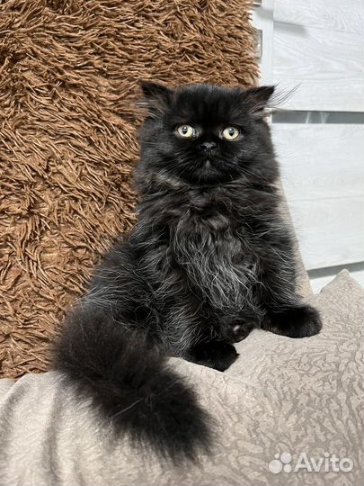 Персидская