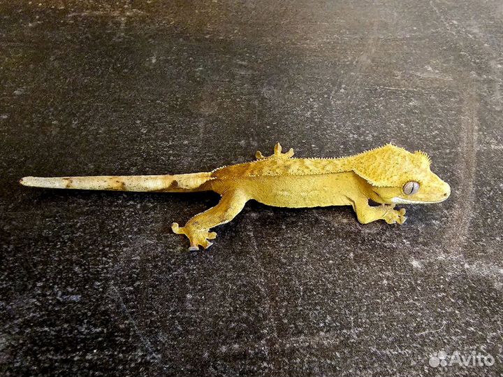 Лучшая первая ящерица