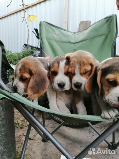 Щенки бигль