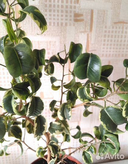 Фикусы Бенджамина