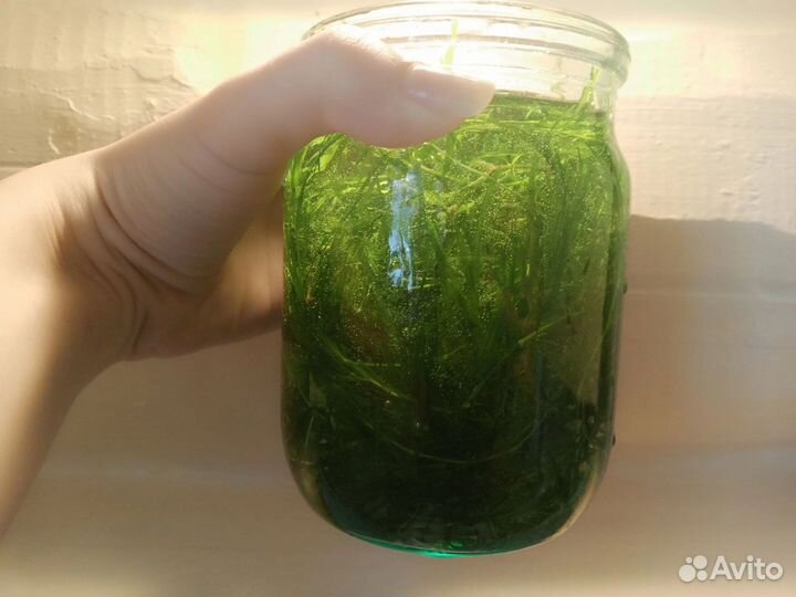 Аквариумное растение