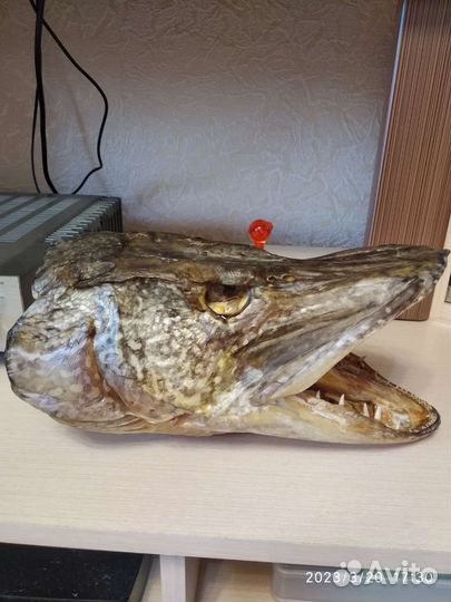 Чучело головы щуки 10кг