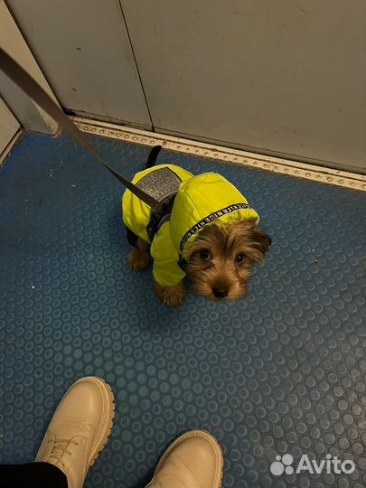 Зимний комбинезон для маленькой собаки