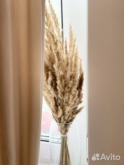 Сухоцвет. Пампасная трава