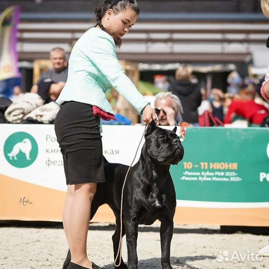 Хендлер, грумер, кинолог