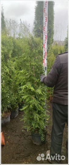 Туя Брабант 230-250 см