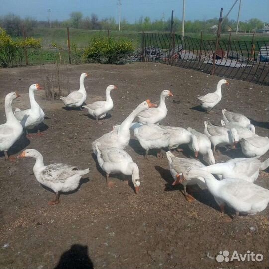 Гуси