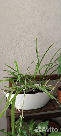 Комнатные цветы фикус