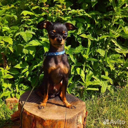 Мини той-терьер вязка