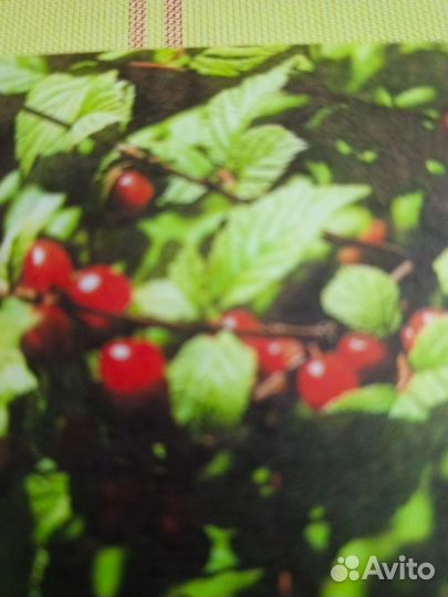 Саженцы войлочной вишни