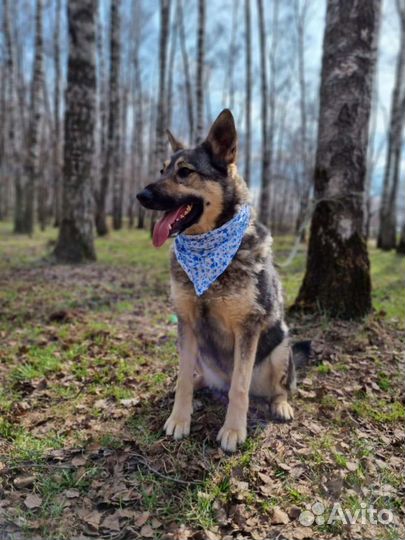 Спасите из приюта