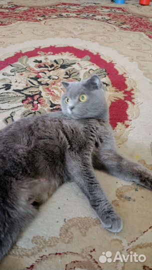 Британские котята