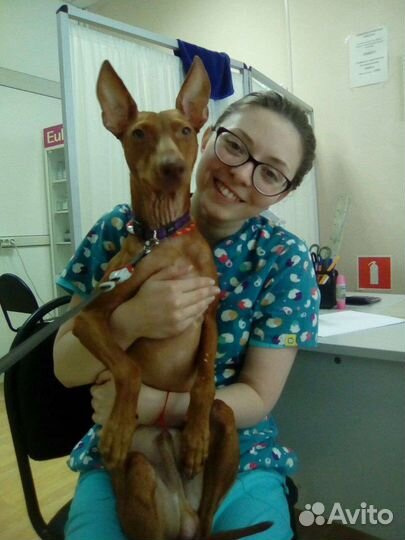 Ветеринарный врач на дом