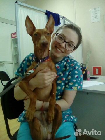 Ветеринарный врач на дом