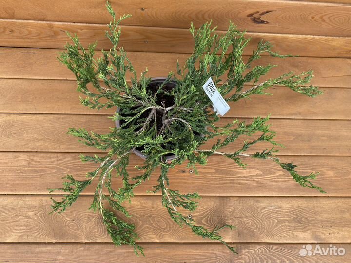 Можжевельник горизонтальный Прострата