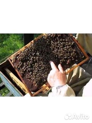 Пчелопакеты карника