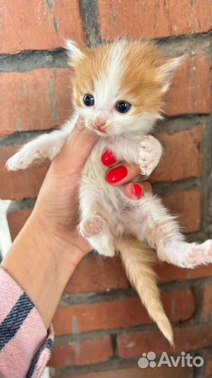 Отдам в дар котят