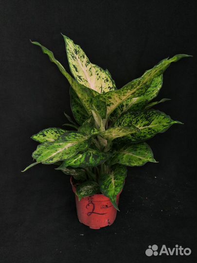 Диффенбахия марс 12/40
