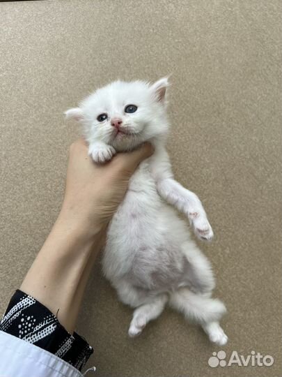Котята бесплатно