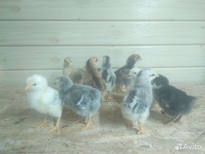 Цыплята, утята