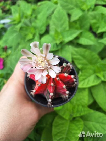 Кактус Гимнокалициум вариегатный