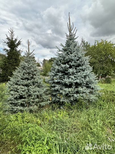 Голубые ели