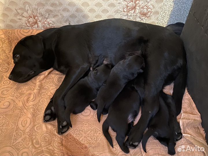 Щенки в добрые руки