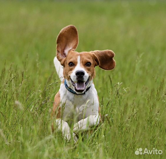 Бигль. Вязка