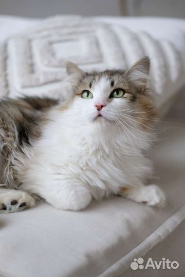 Зеленоглазая красавица кошка