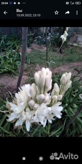 Тубероза полеантес