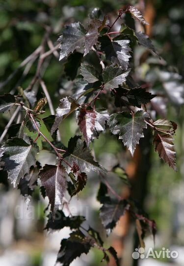 Берёза Royal frost и Betula Pendula Purpurea