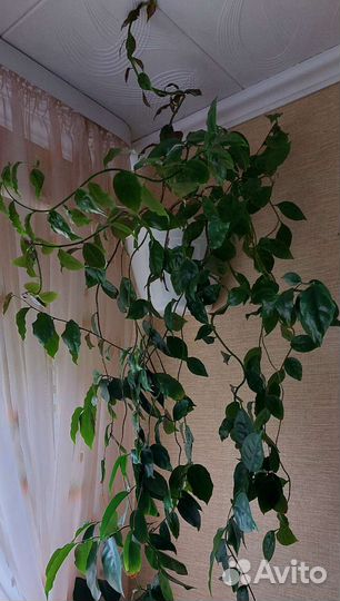 Цветы комнатные