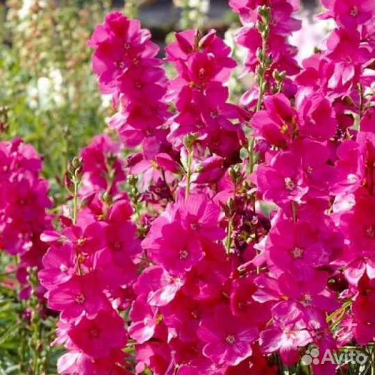 Сидальцея орегонская Бриллиант