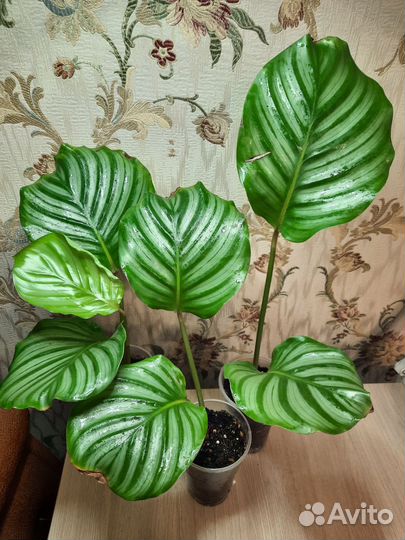 Калатея орбифолия