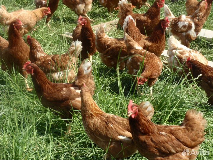 Куры несушки с агрофермы